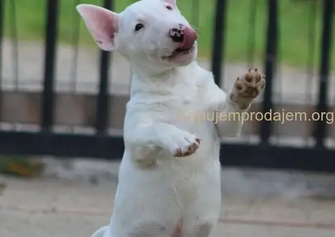 Mini Bull Terijer štenci - 10/15