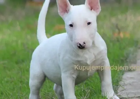 Mini Bull Terijer štenci - 11/15