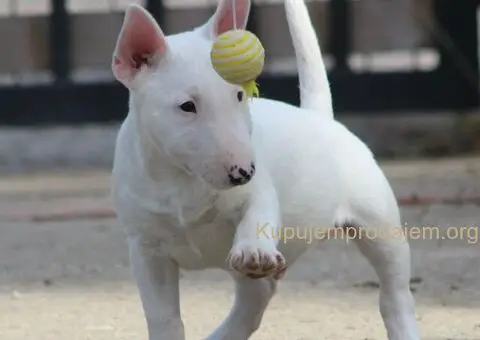 Mini Bull Terijer štenci - 12/15