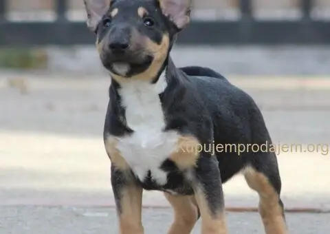 Mini Bull Terijer štenci - 13/15