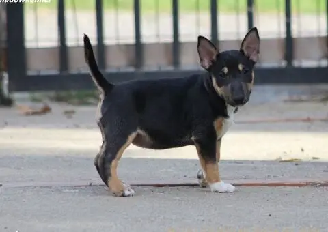 Mini Bull Terijer štenci - 14/15