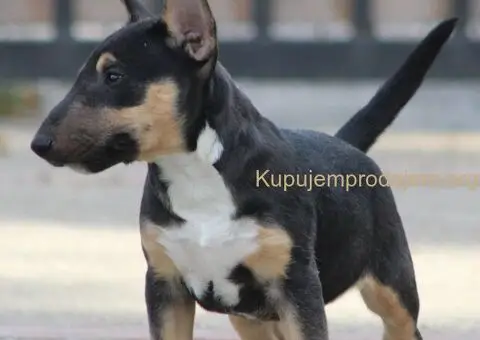 Mini Bull Terijer štenci - 15/15