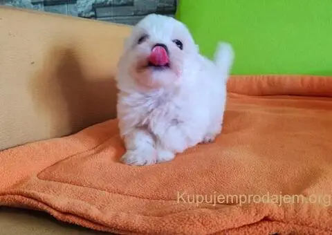 Maltezer štenci - 1/10