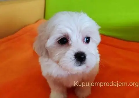 Maltezer štenci - 2/10
