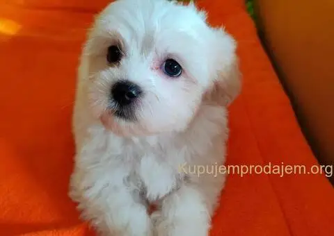 Maltezer štenci - 3/10