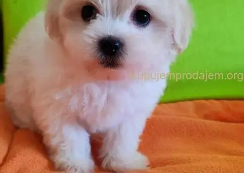 Maltezer štenci - 4/10