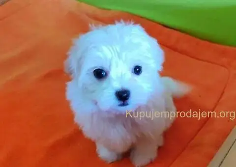 Maltezer štenci - 5/10