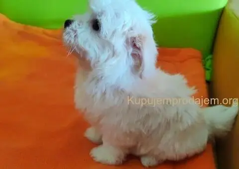 Maltezer štenci - 6/10