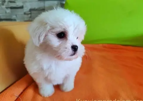 Maltezer štenci - 7/10