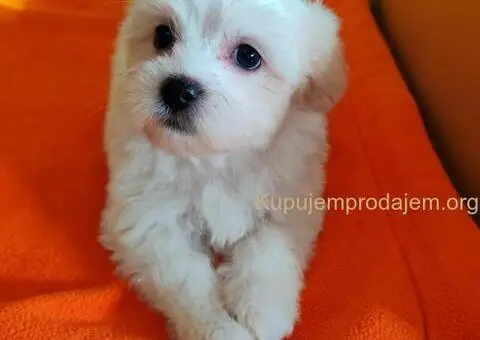 Maltezer štenci - 8/10