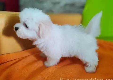 Maltezer štenci - 9/10