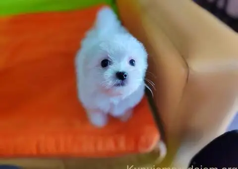 Maltezer štenci - 10/10