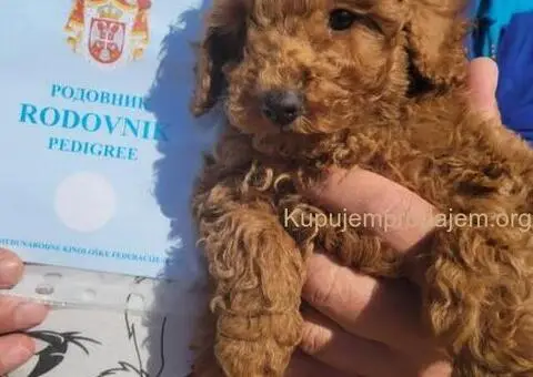 Toy Patuljasta Pudla - 1/8