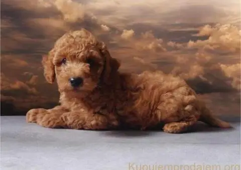 Toy Patuljasta Pudla - 2/8