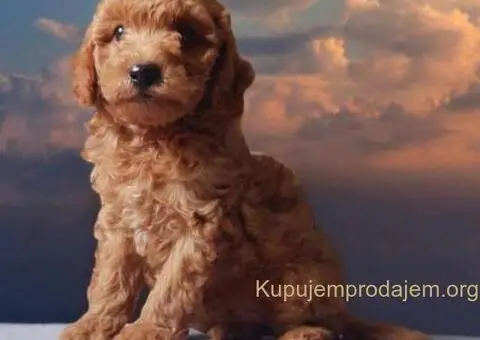 Toy Patuljasta Pudla - 4/8