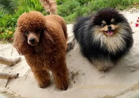 Toy Patuljasta Pudla - 7/8