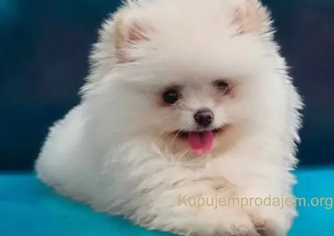 Pomeranac BOO medvedići, Pomeranski Špic štenci - 1/9