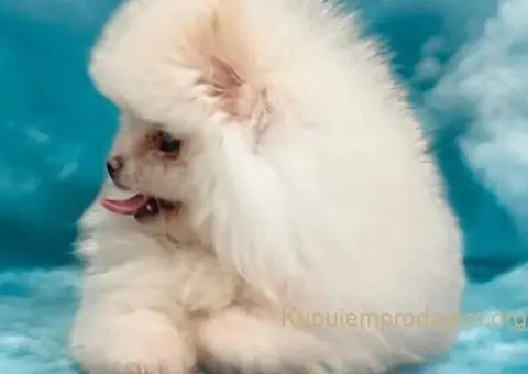 Pomeranac BOO medvedići, Pomeranski Špic štenci - 5/9