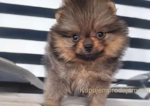 Pomeranac BOO medvedići, Pomeranski Špic štenci - 6/9