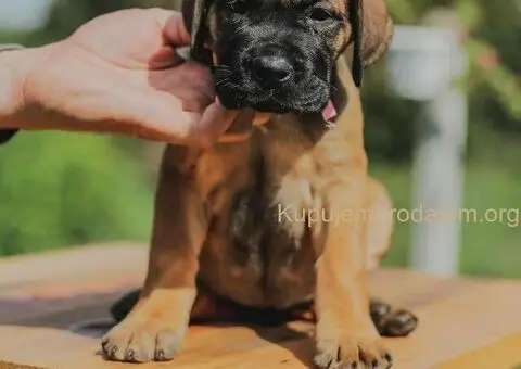 Cane Corso štenci - 1/15