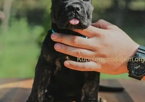 Cane Corso štenci - 4/15