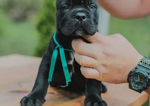 Cane Corso štenci - 5/15