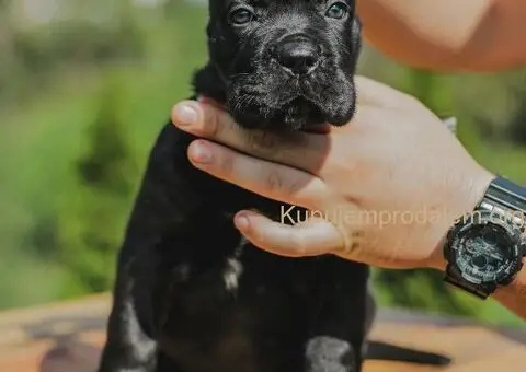 Cane Corso štenci - 7/15