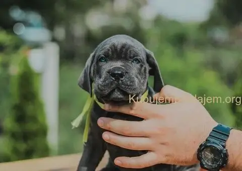 Cane Corso štenci - 8/15