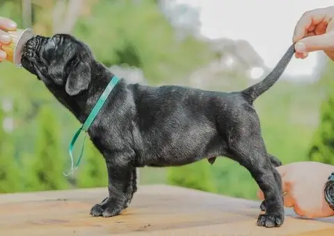 Cane Corso štenci - 10/15