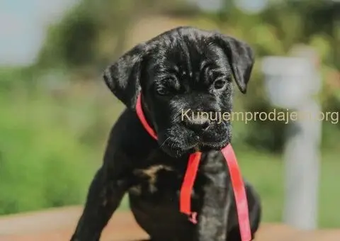 Cane Corso štenci - 13/15