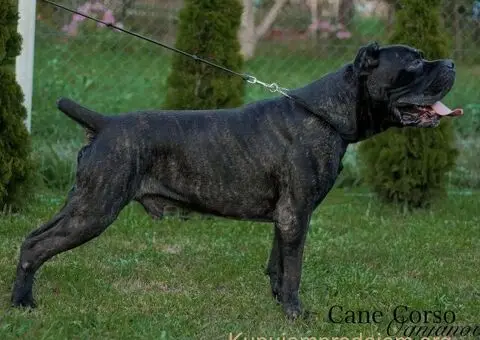 Cane Corso štenci - 14/15