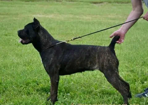 Cane Corso štenci - 15/15