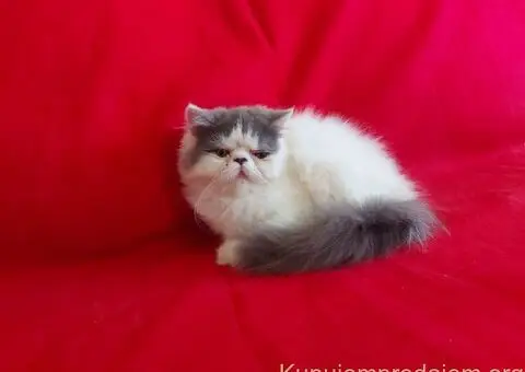 Preslatke persijske male mace divnog karaktera - 1/14