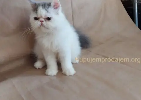 Preslatke persijske male mace divnog karaktera - 2/14