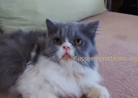 Preslatke persijske male mace divnog karaktera - 3/14