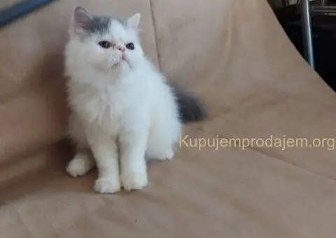 Preslatke persijske male mace divnog karaktera - 4/14