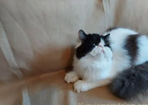 Preslatke persijske male mace divnog karaktera - 5/14