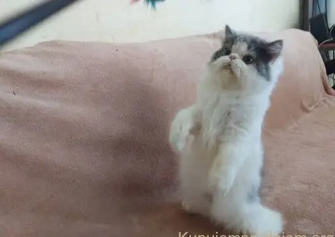 Preslatke persijske male mace divnog karaktera - 6/14