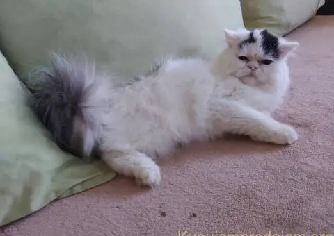 Preslatke persijske male mace divnog karaktera - 7/14