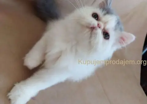 Preslatke persijske male mace divnog karaktera - 8/14