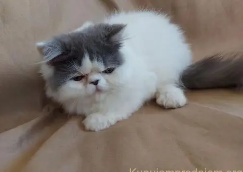 Preslatke persijske male mace divnog karaktera - 9/14