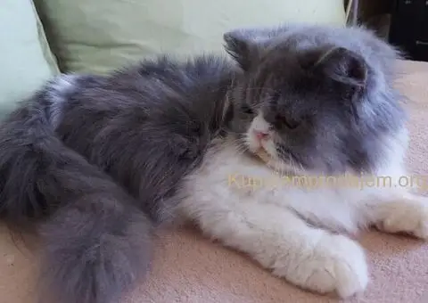 Preslatke persijske male mace divnog karaktera - 10/14