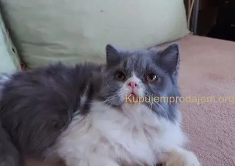 Preslatke persijske male mace divnog karaktera - 11/14