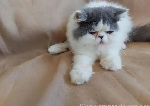 Preslatke persijske male mace divnog karaktera - 12/14