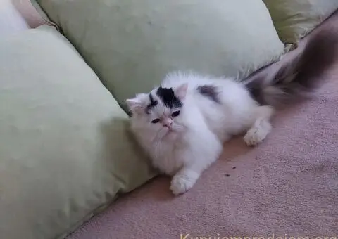 Preslatke persijske male mace divnog karaktera - 13/14