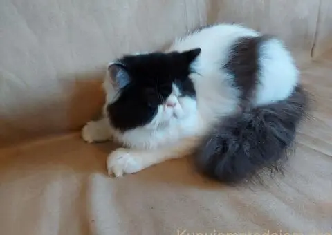 Preslatke persijske male mace divnog karaktera - 14/14