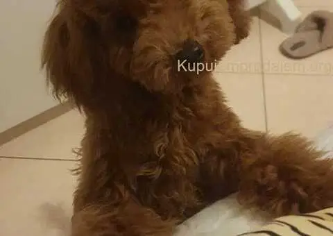 Na prodaju muško štene crvene pudle - 1/3