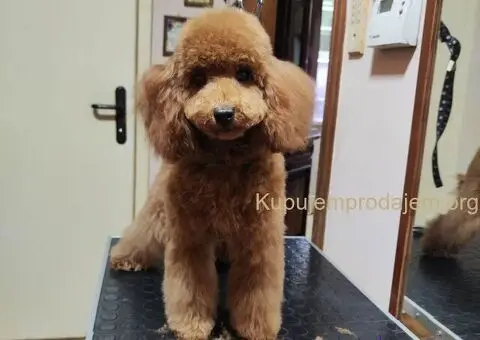 Na prodaju muško štene crvene pudle - 2/3