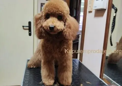 Na prodaju muško štene crvene pudle - 3/3