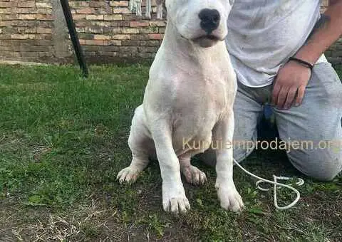 Na prodaju zenkica dogo argentino stara 5 meseci - 2/3